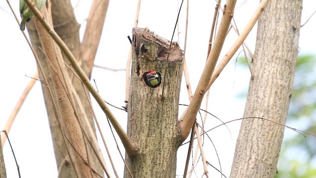 Coppersmith Barbet - ML647537593