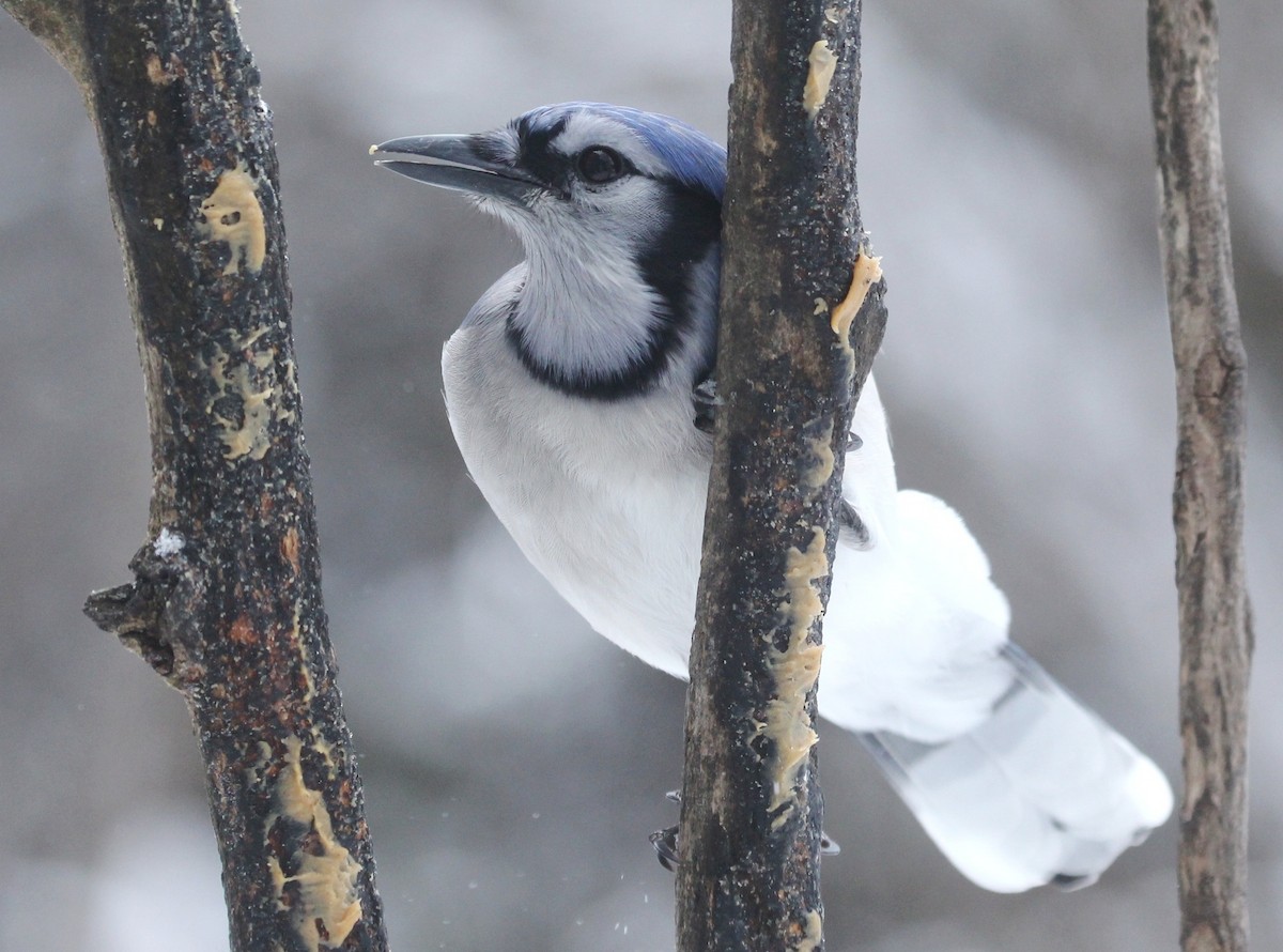 Blue Jay - ML647537601
