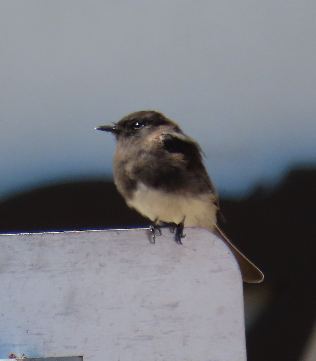 Black Phoebe - ML647537602