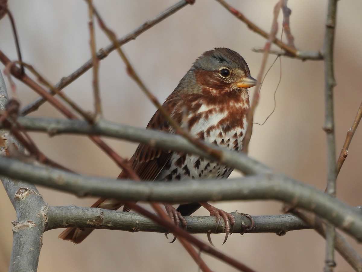 Chingolo Zorruno - ML647537609