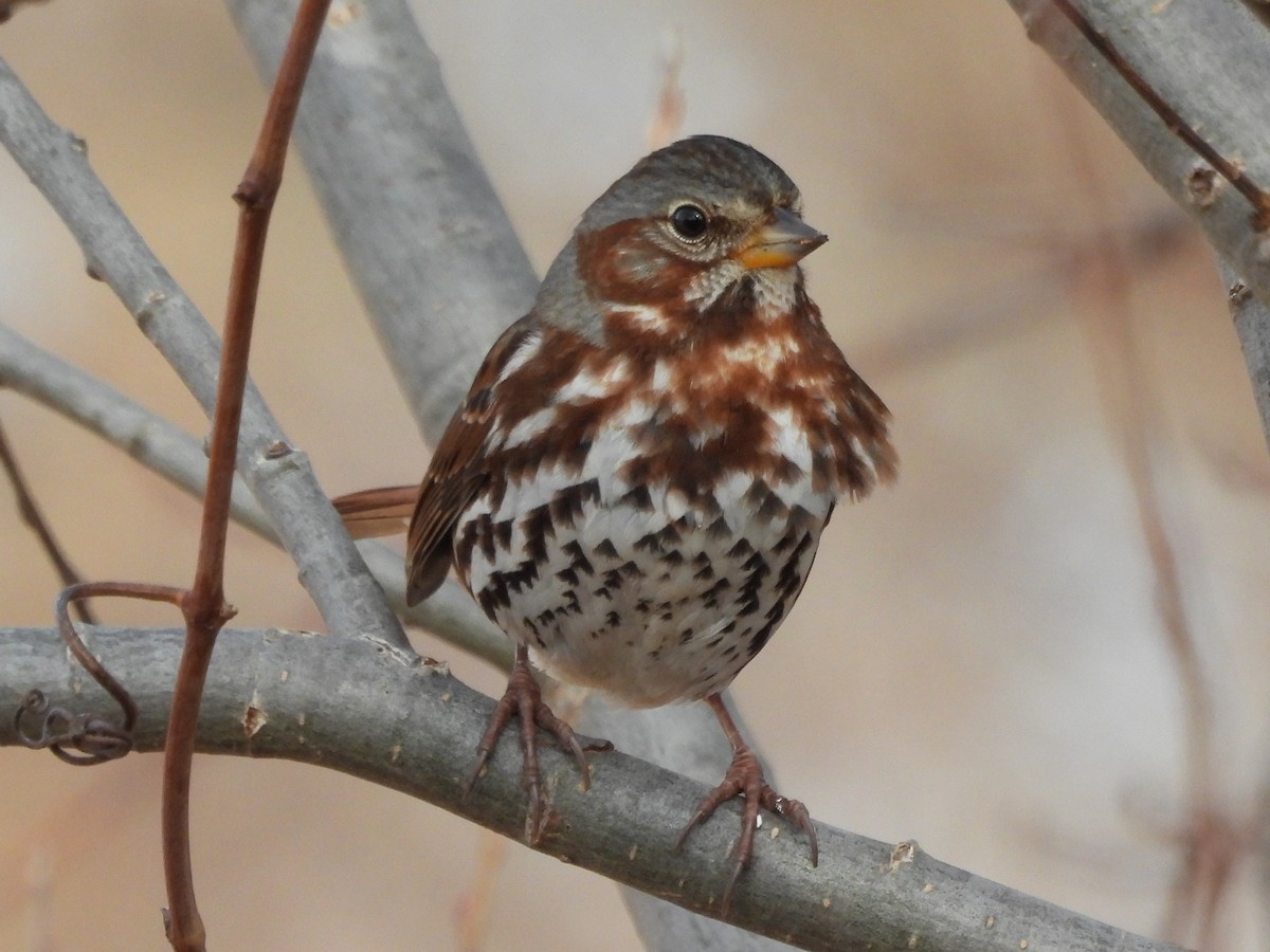 Chingolo Zorruno - ML647537610