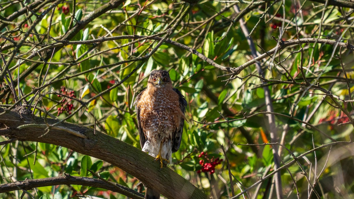 Cooper's Hawk - ML647537614
