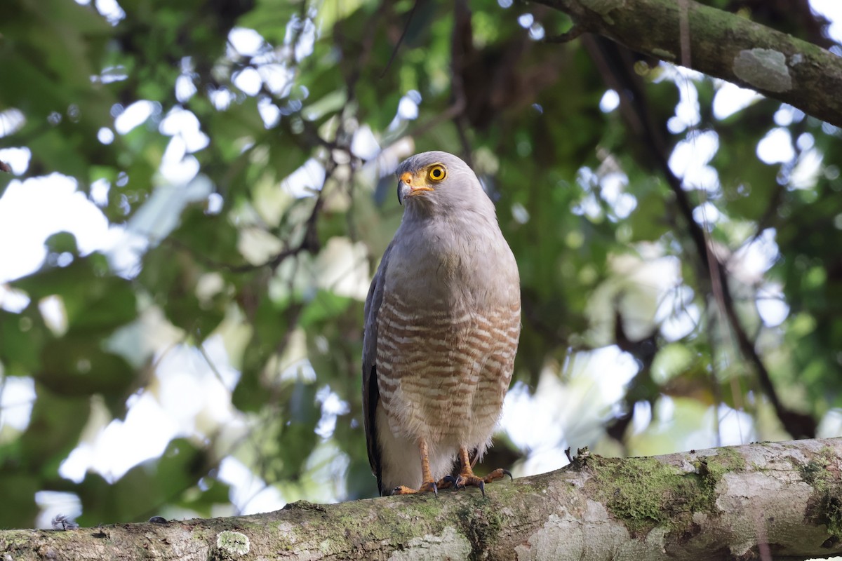 Roadside Hawk - ML647537618