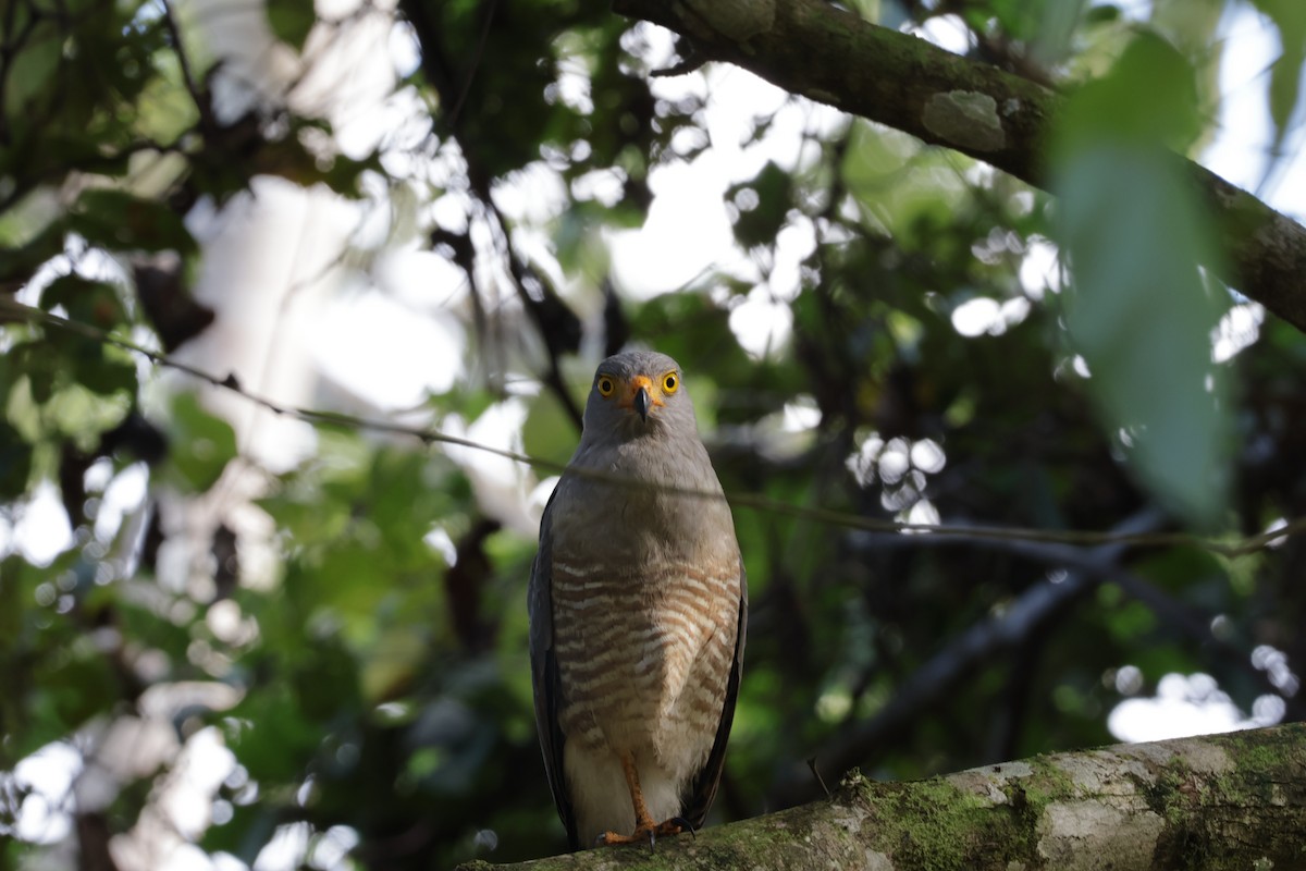 Roadside Hawk - ML647537620