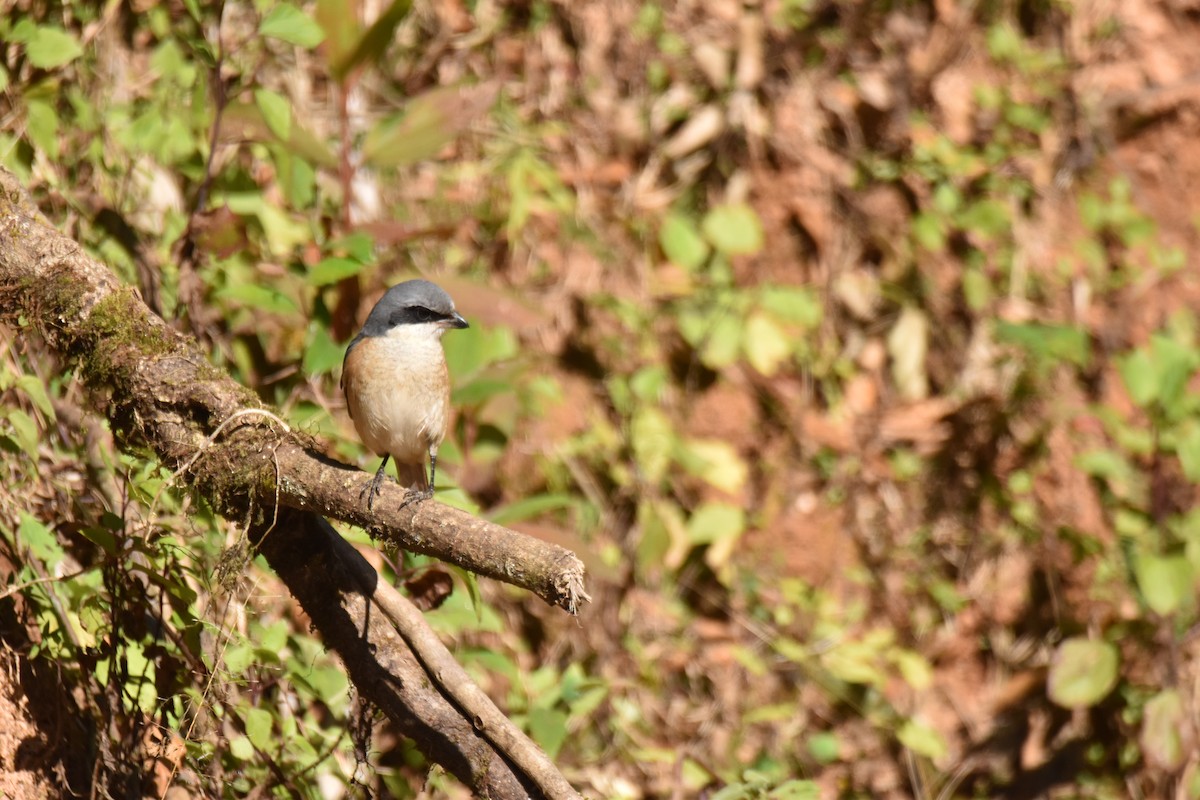 Тибетский сорокопут - ML647537647