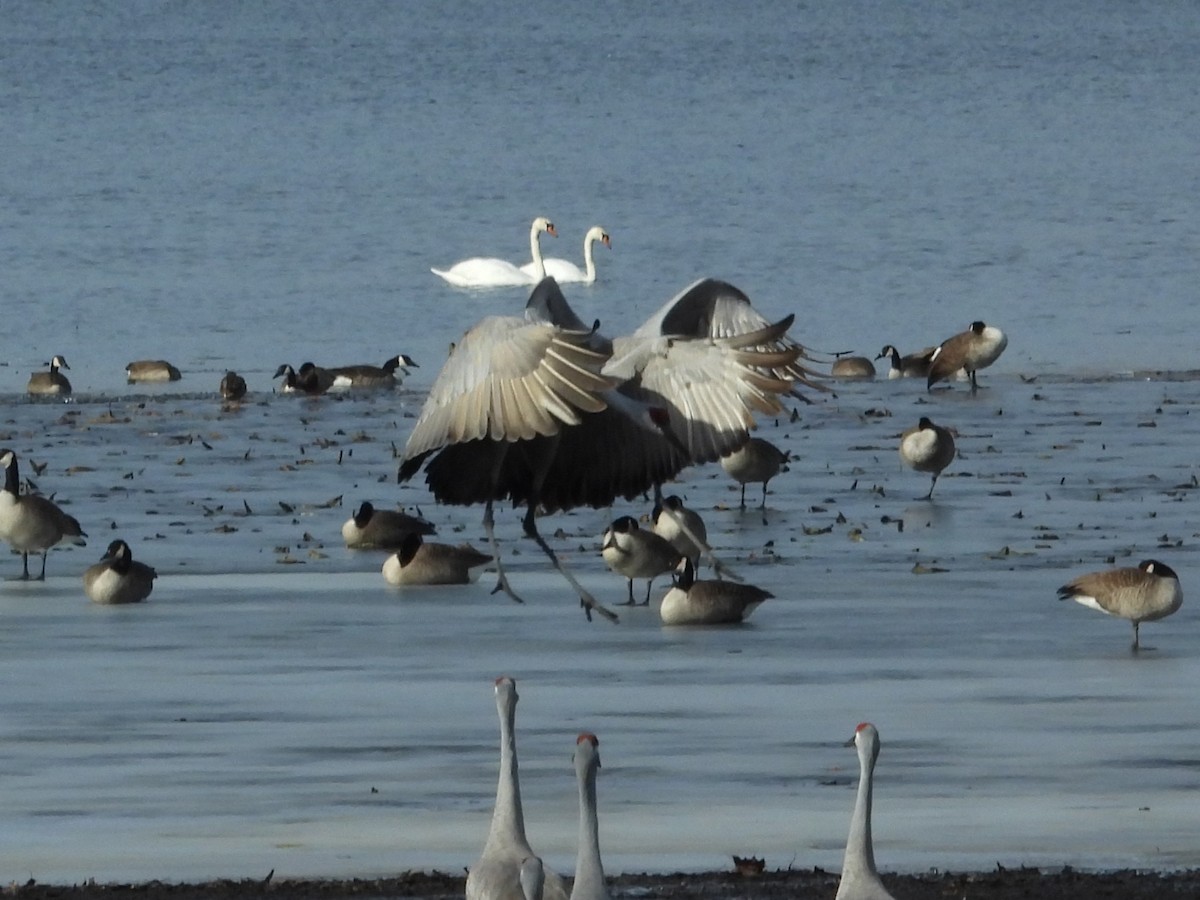 Grulla Canadiense - ML647537648
