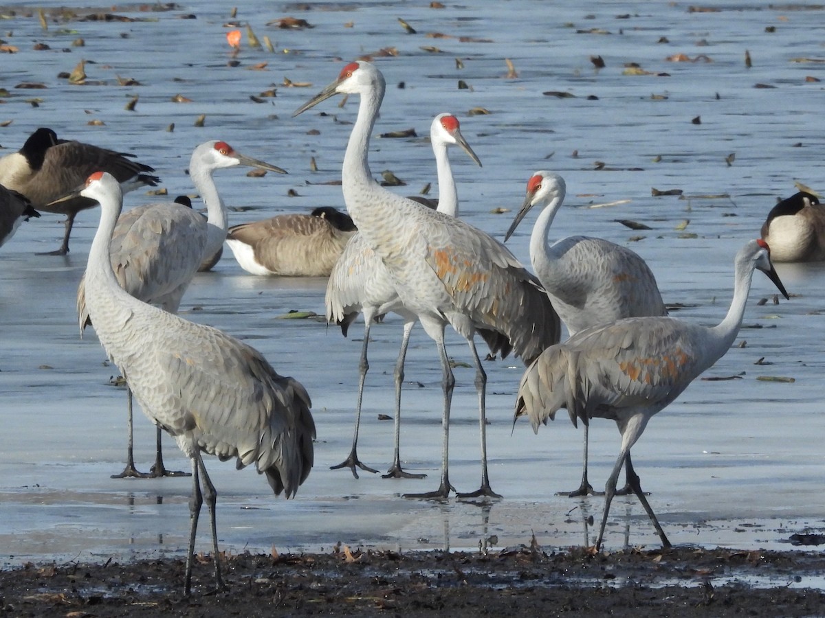 Grulla Canadiense - ML647537650