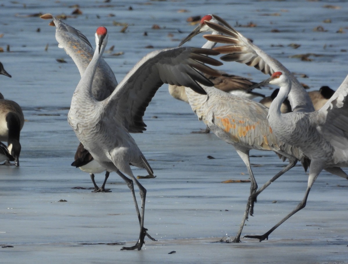 Grulla Canadiense - ML647537651