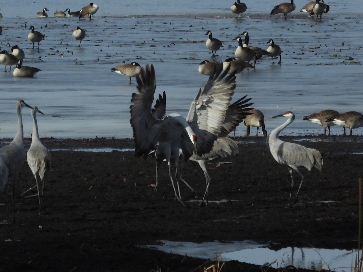 Grulla Canadiense - ML647537652