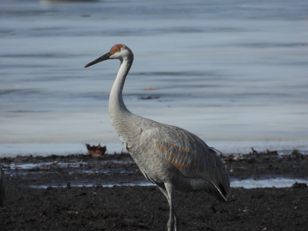 Grulla Canadiense - ML647537653