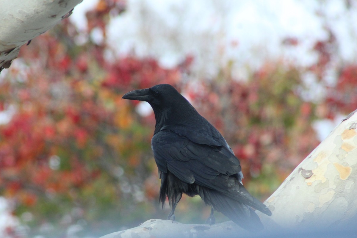 עורב שחור - ML647537662