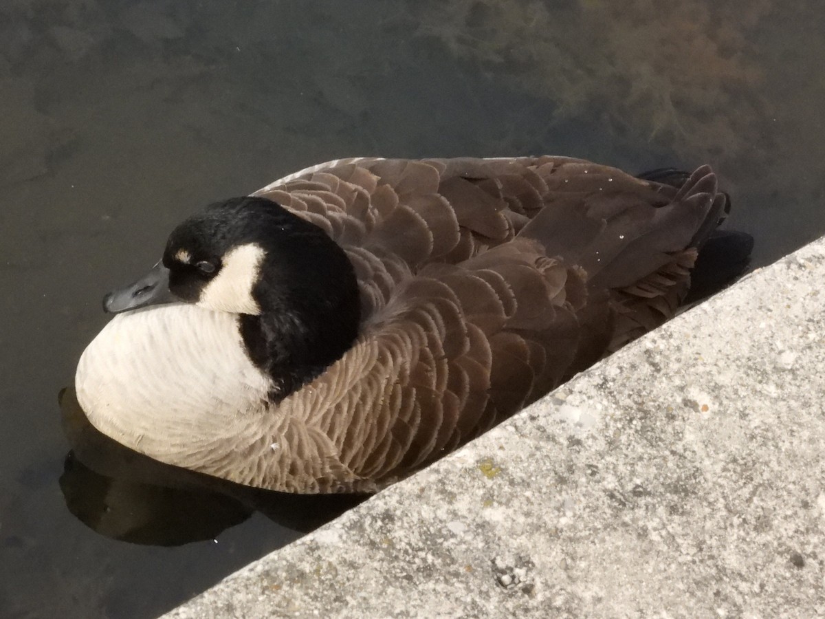 Barnacla Canadiense Grande - ML647537694