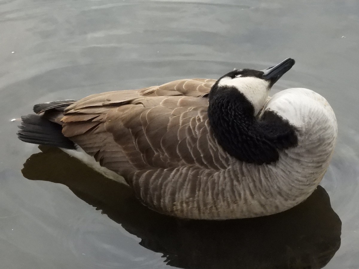 Barnacla Canadiense Grande - ML647537695