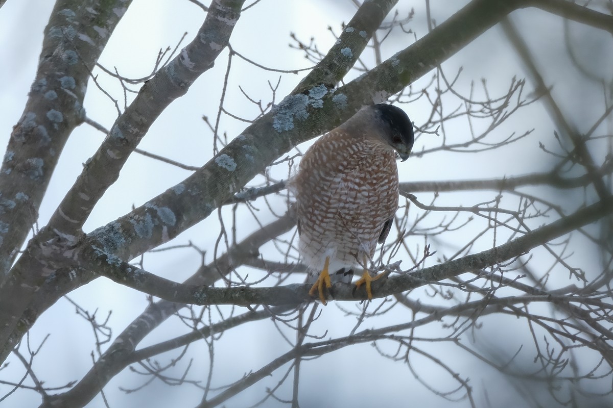 Cooper's Hawk - ML647537721