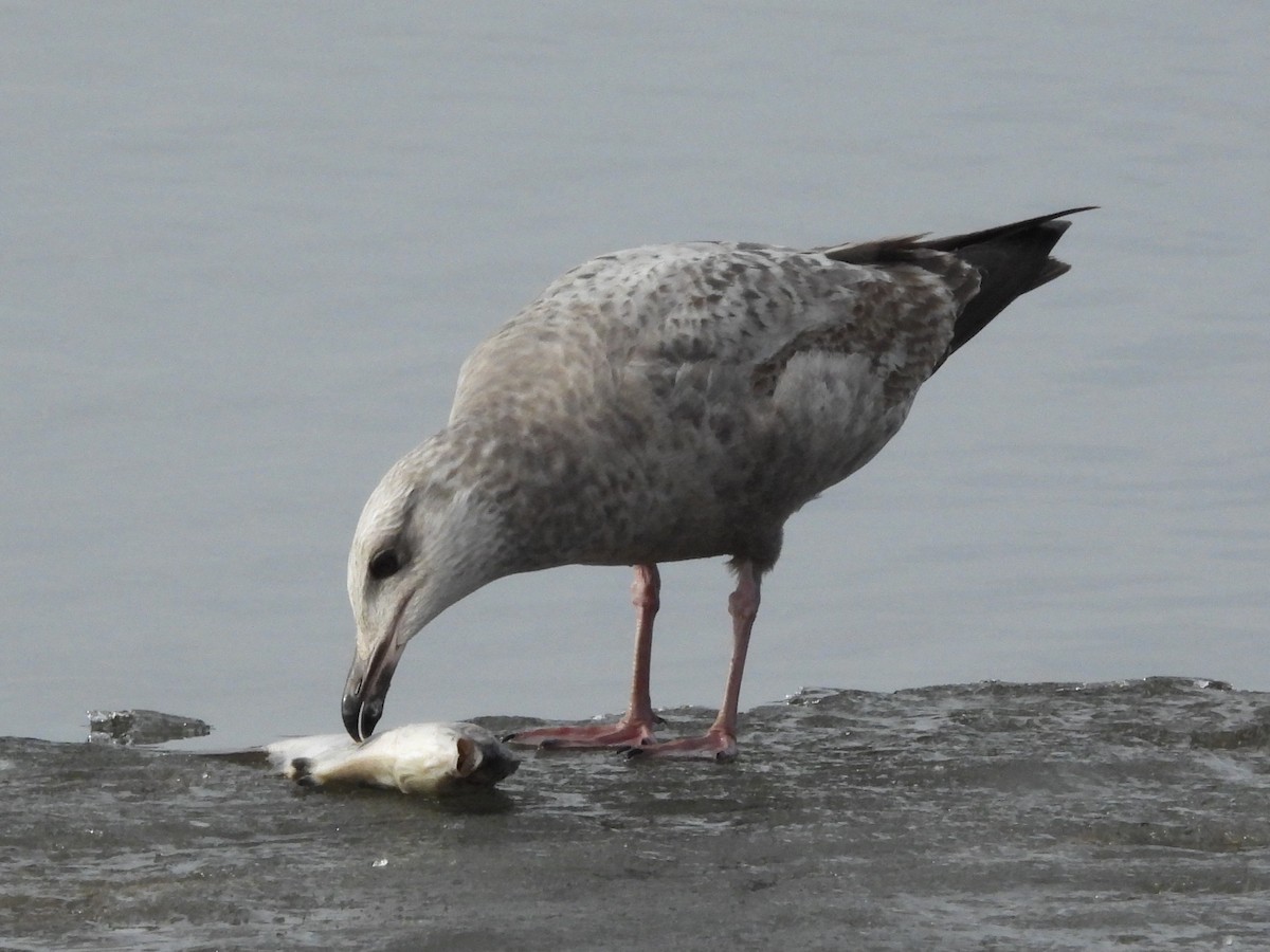 Gaviota Argéntea Americana - ML647537722