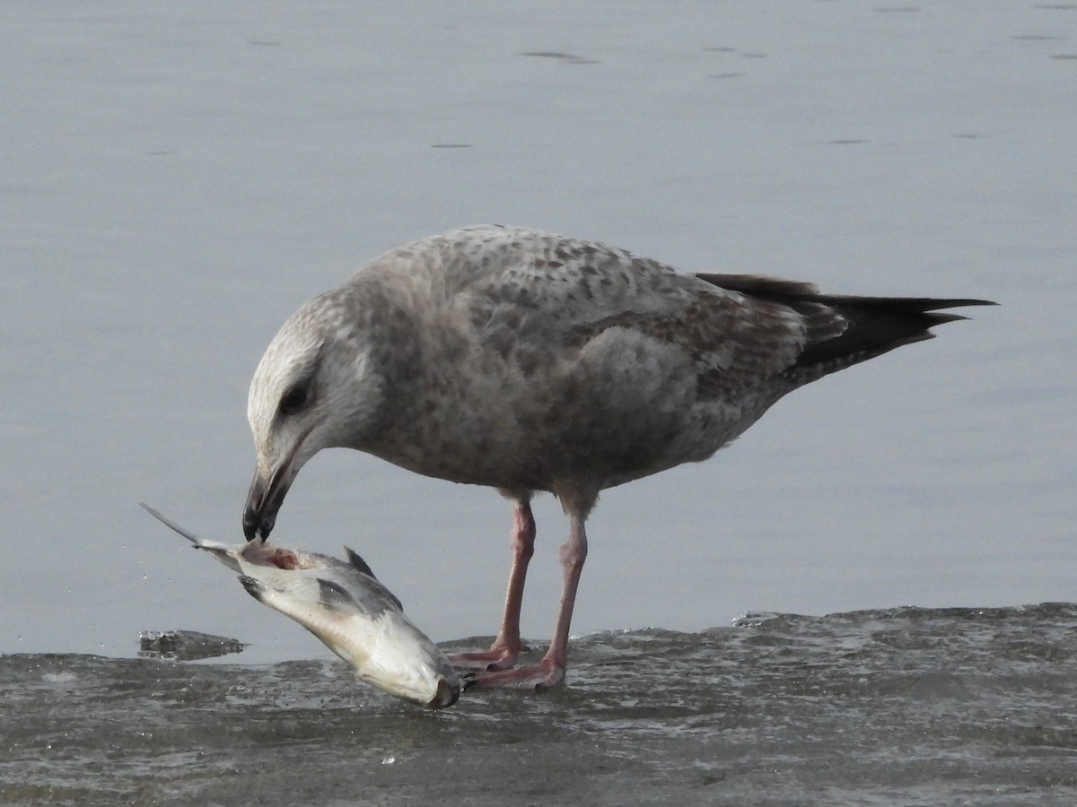 Gaviota Argéntea Americana - ML647537723