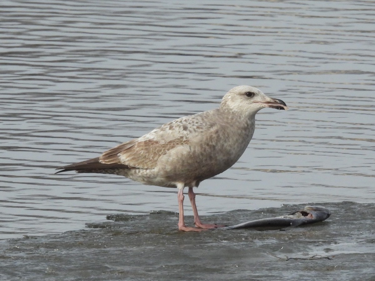 Gaviota Argéntea Americana - ML647537724