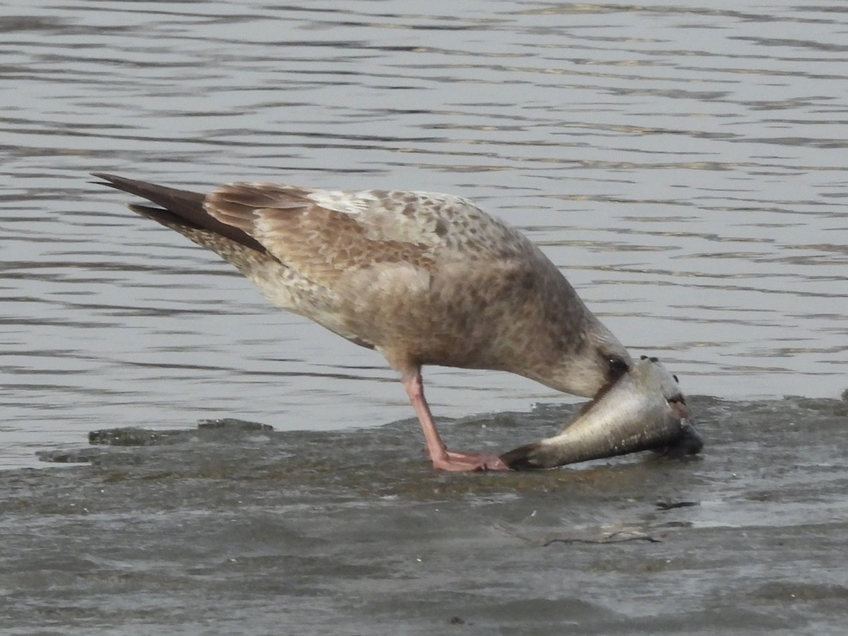 Gaviota Argéntea Americana - ML647537725