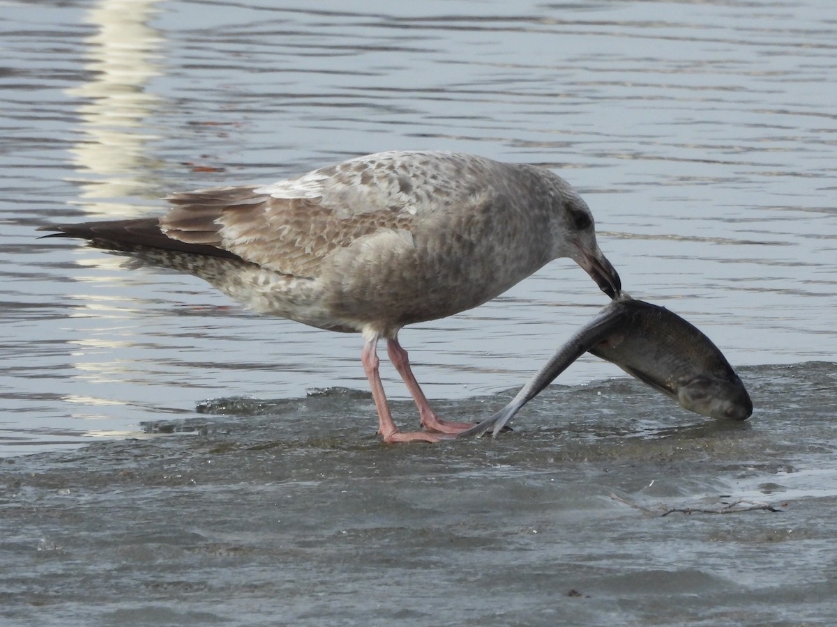 Gaviota Argéntea Americana - ML647537727