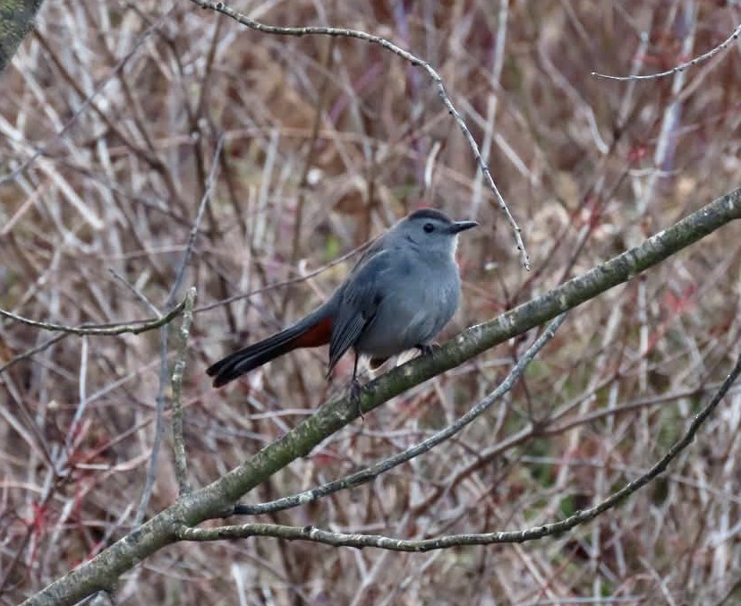 Пересмішник сірий - ML647537728