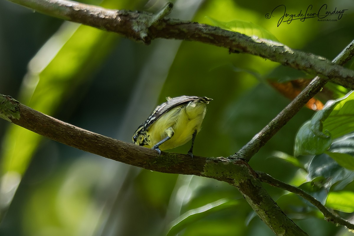 Sclater's Antwren - ML647537734