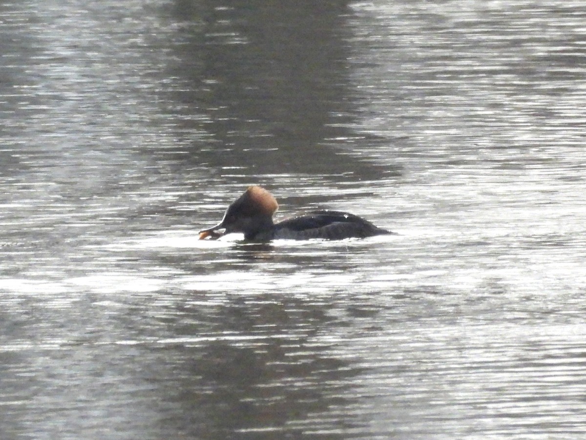 Serreta Capuchona - ML647537737