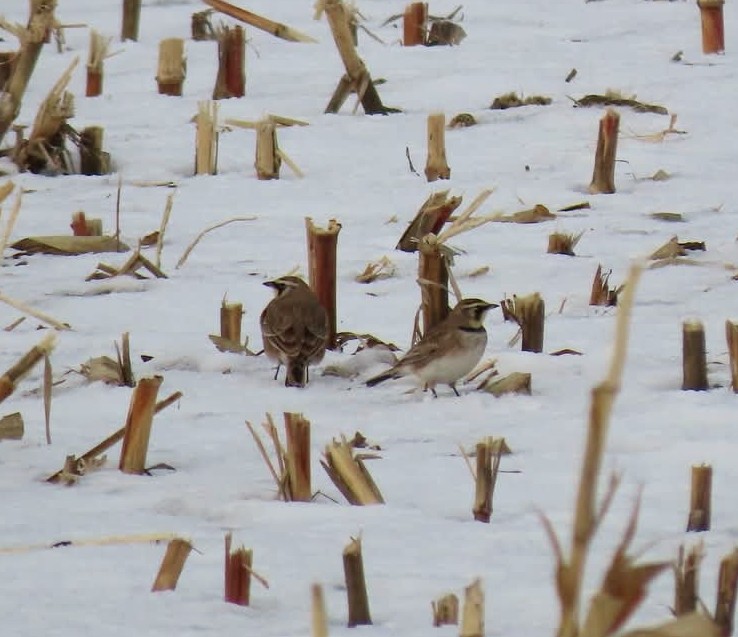 Жайворонок рогатий - ML647537760