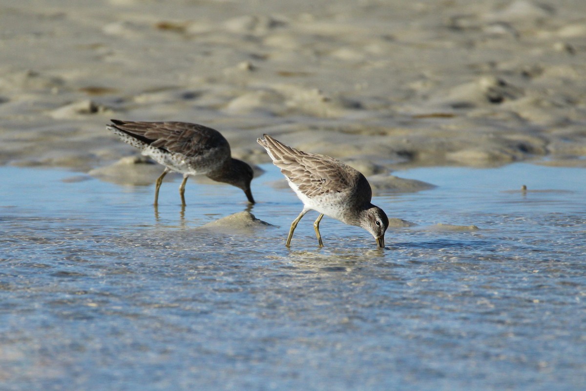 Short-billed Dowitcher - ML647537762