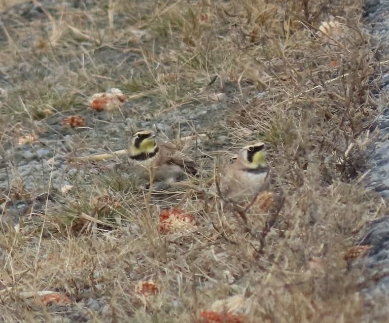 Жайворонок рогатий - ML647537768