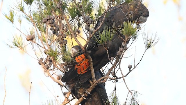 Glossy Black-Cockatoo - ML647537775