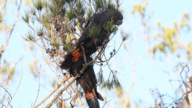 Glossy Black-Cockatoo - ML647537779