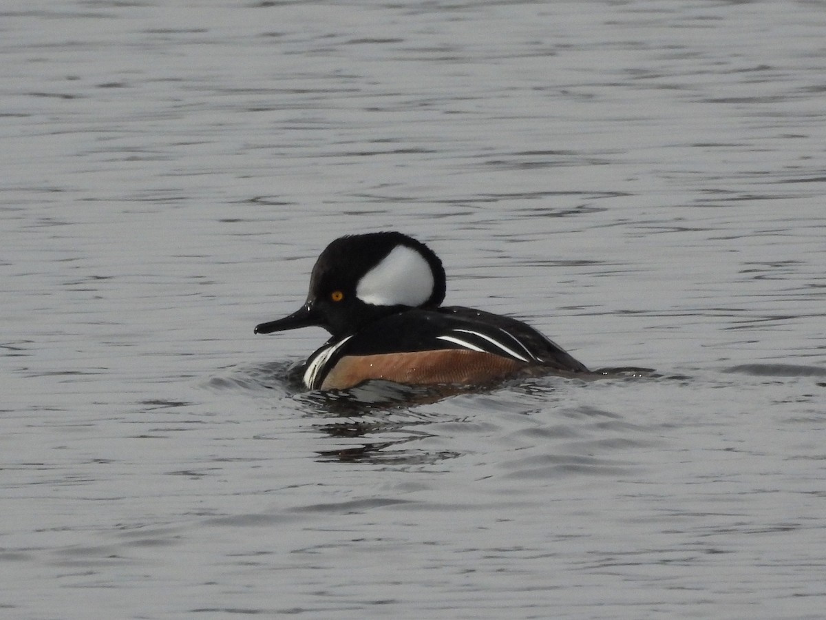 Serreta Capuchona - ML647537780