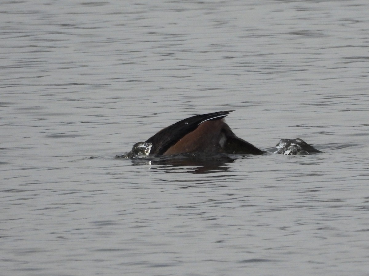 Serreta Capuchona - ML647537781