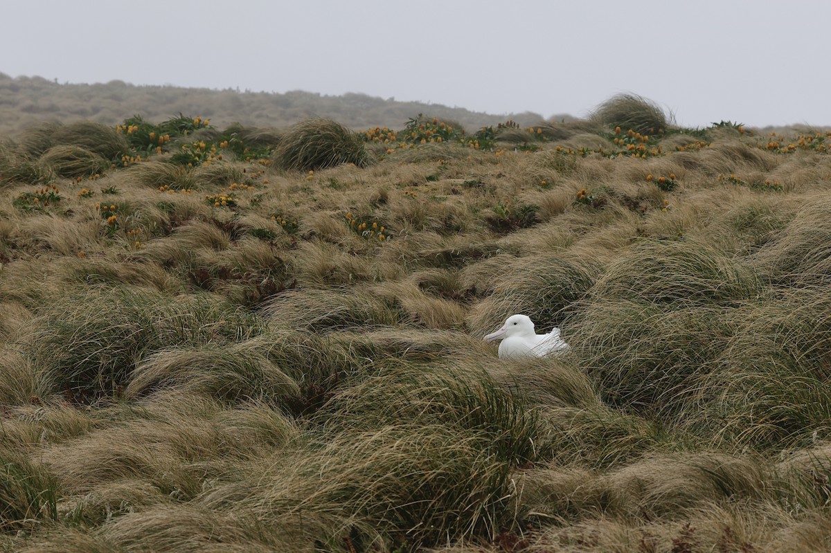Southern Royal Albatross - ML647537783