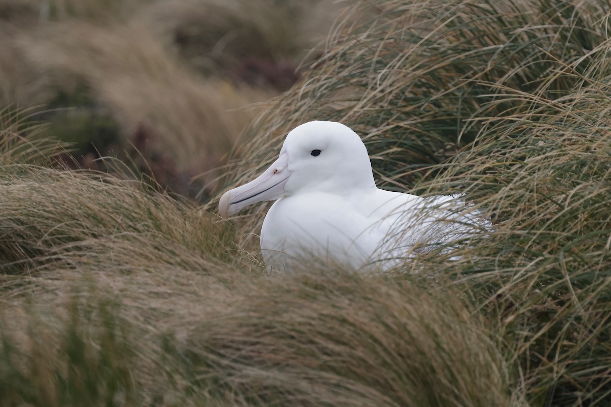 Southern Royal Albatross - ML647537784