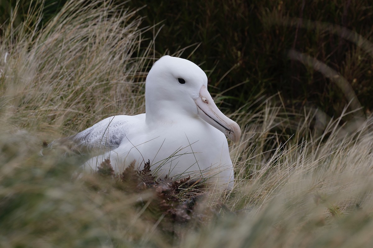 Southern Royal Albatross - ML647537785