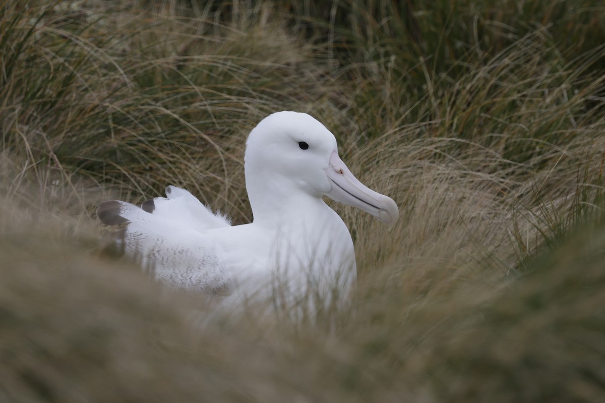 Southern Royal Albatross - ML647537786