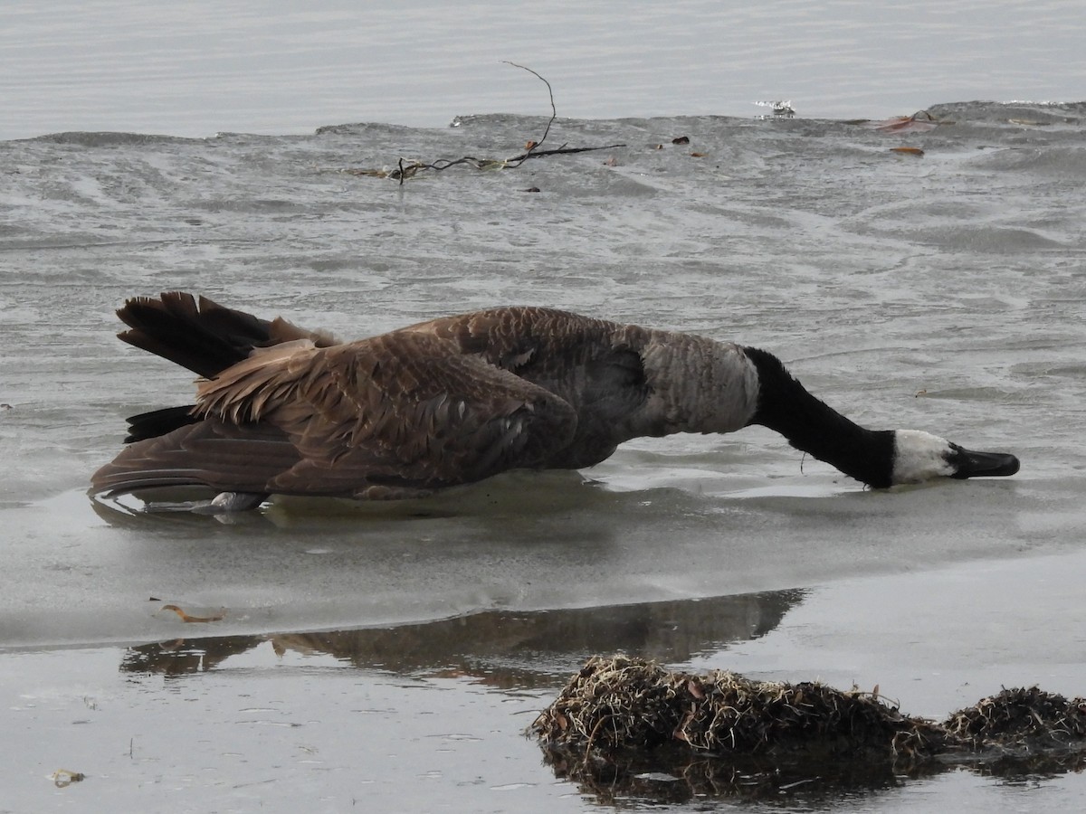 Barnacla Canadiense Grande - ML647537788