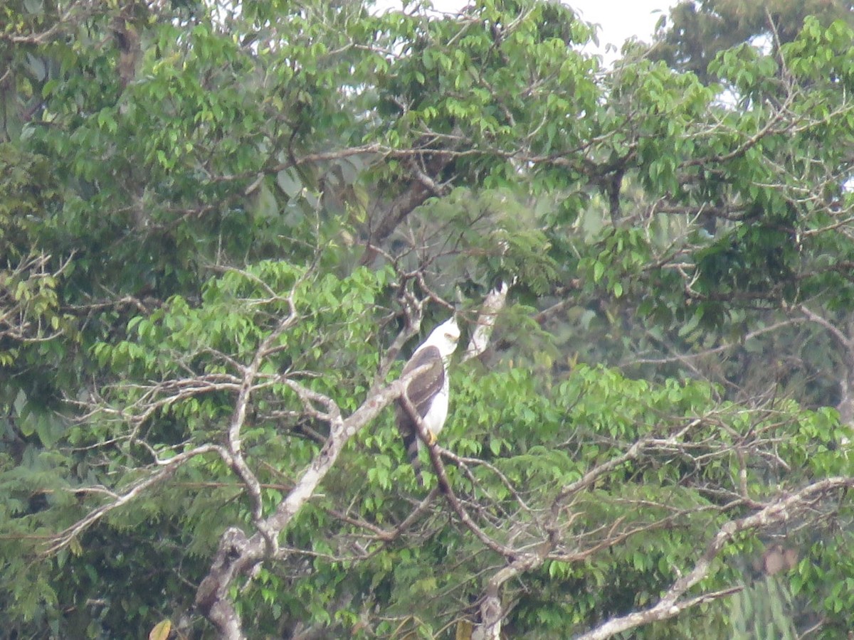 アカエリクマタカ - ML647537789