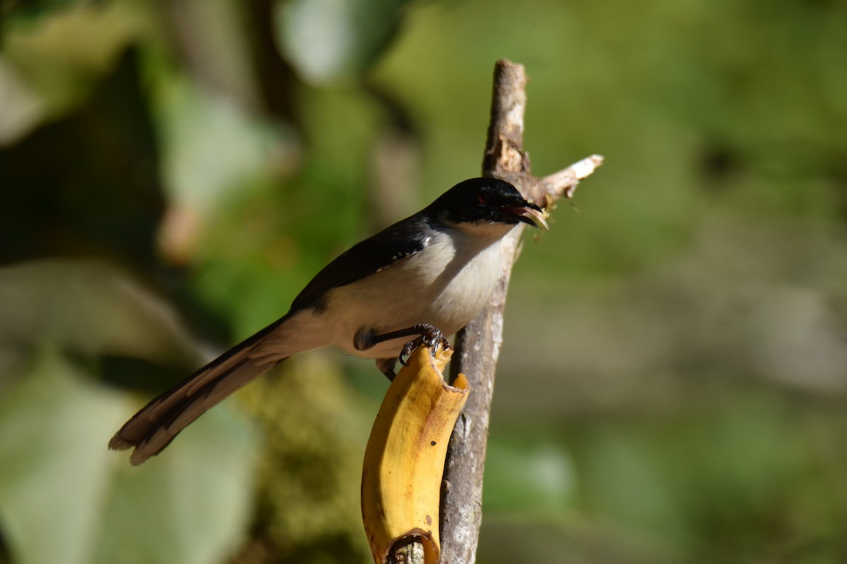 Black-backed Sibia - ML647537796