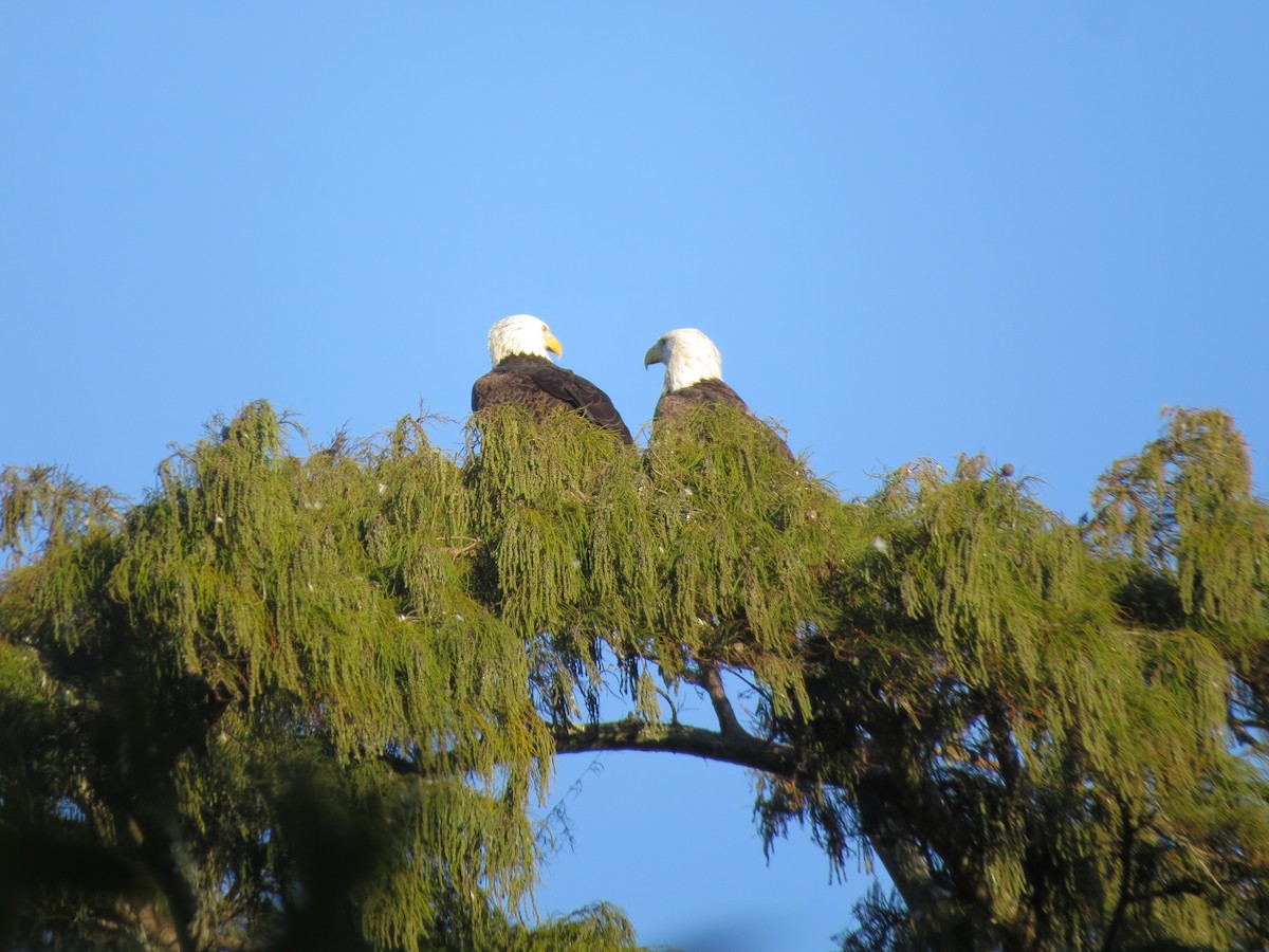 Bald Eagle - ML647537798