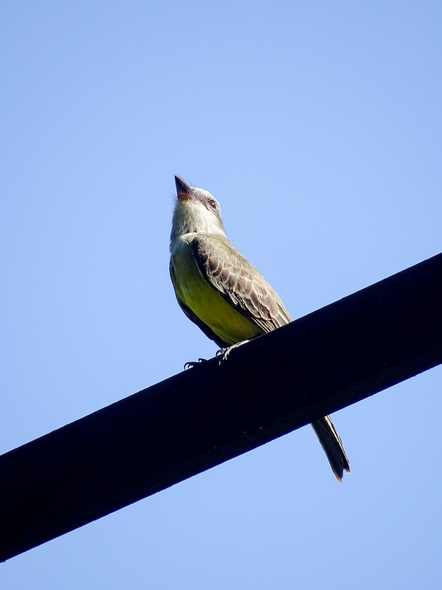 Tropical Kingbird - ML647537800