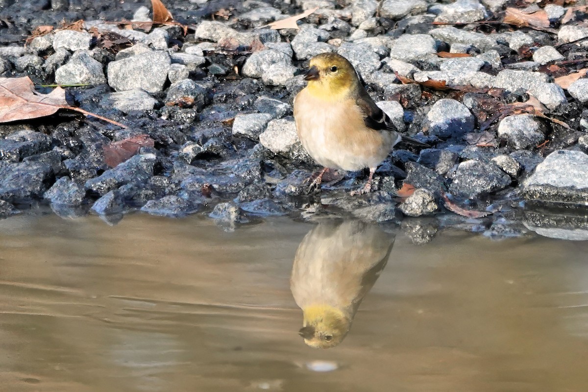 American Goldfinch - ML647537801