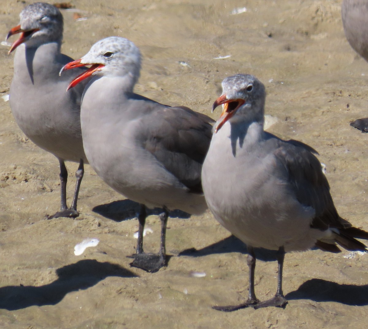 Heermann's Gull - ML647537810