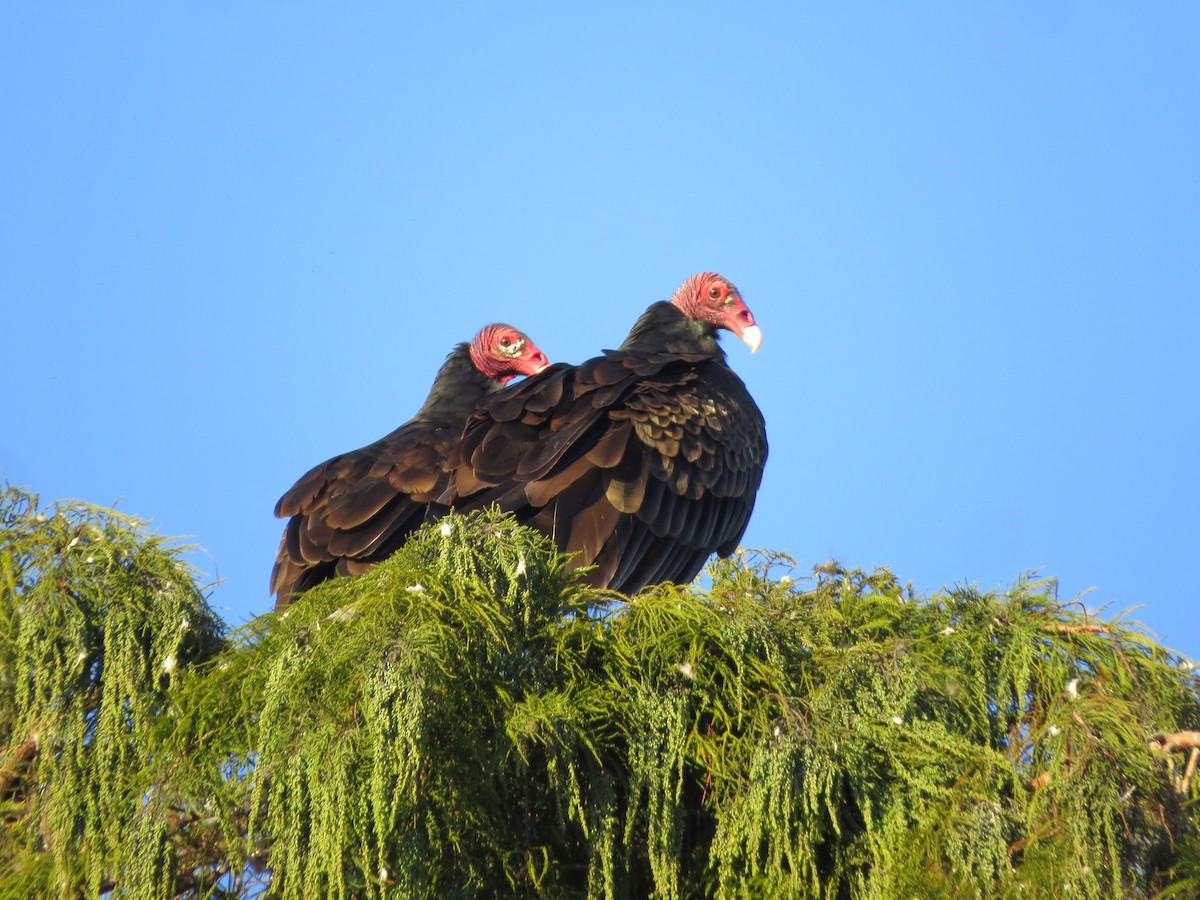Turkey Vulture - ML647537813