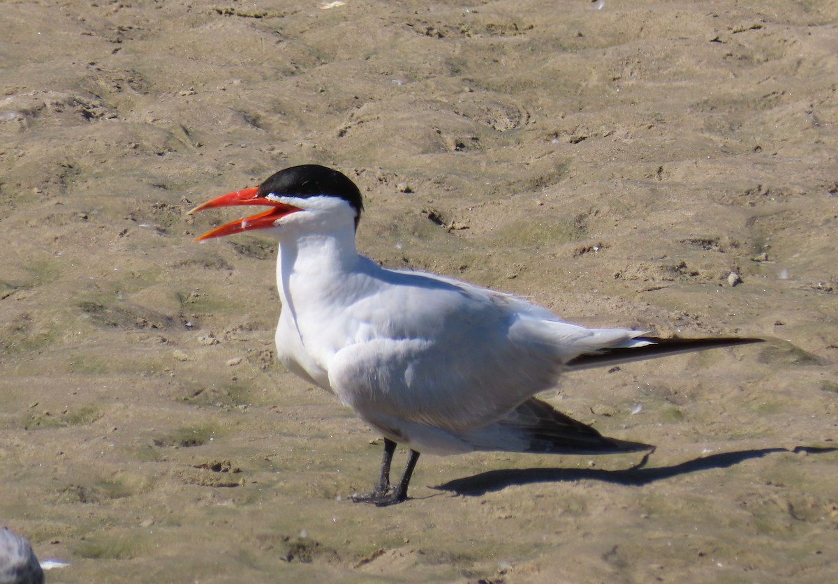 Caspian Tern - ML647537814