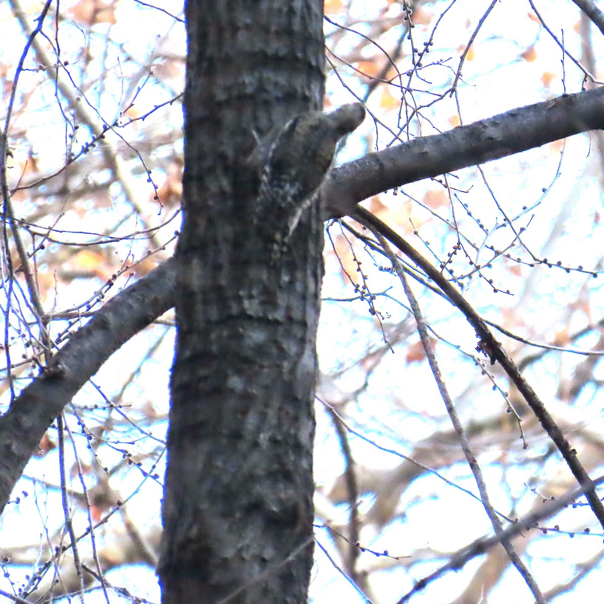 Yellow-bellied Sapsucker - ML647537815