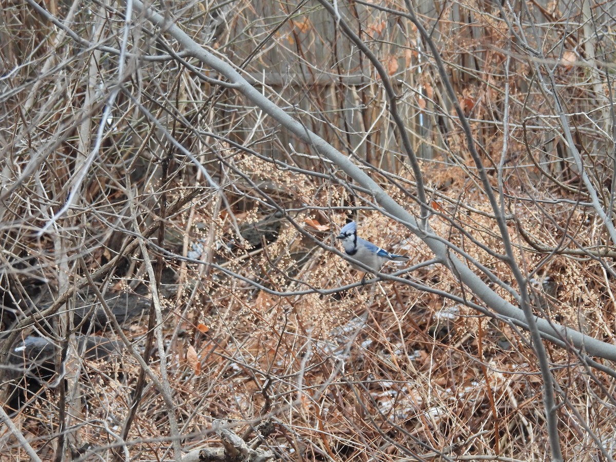 Blue Jay - ML647537816