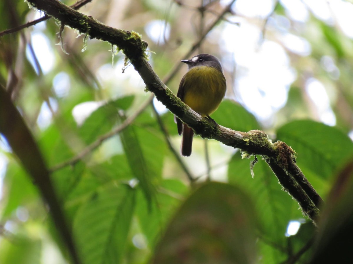 Ornate Flycatcher - ML647537817