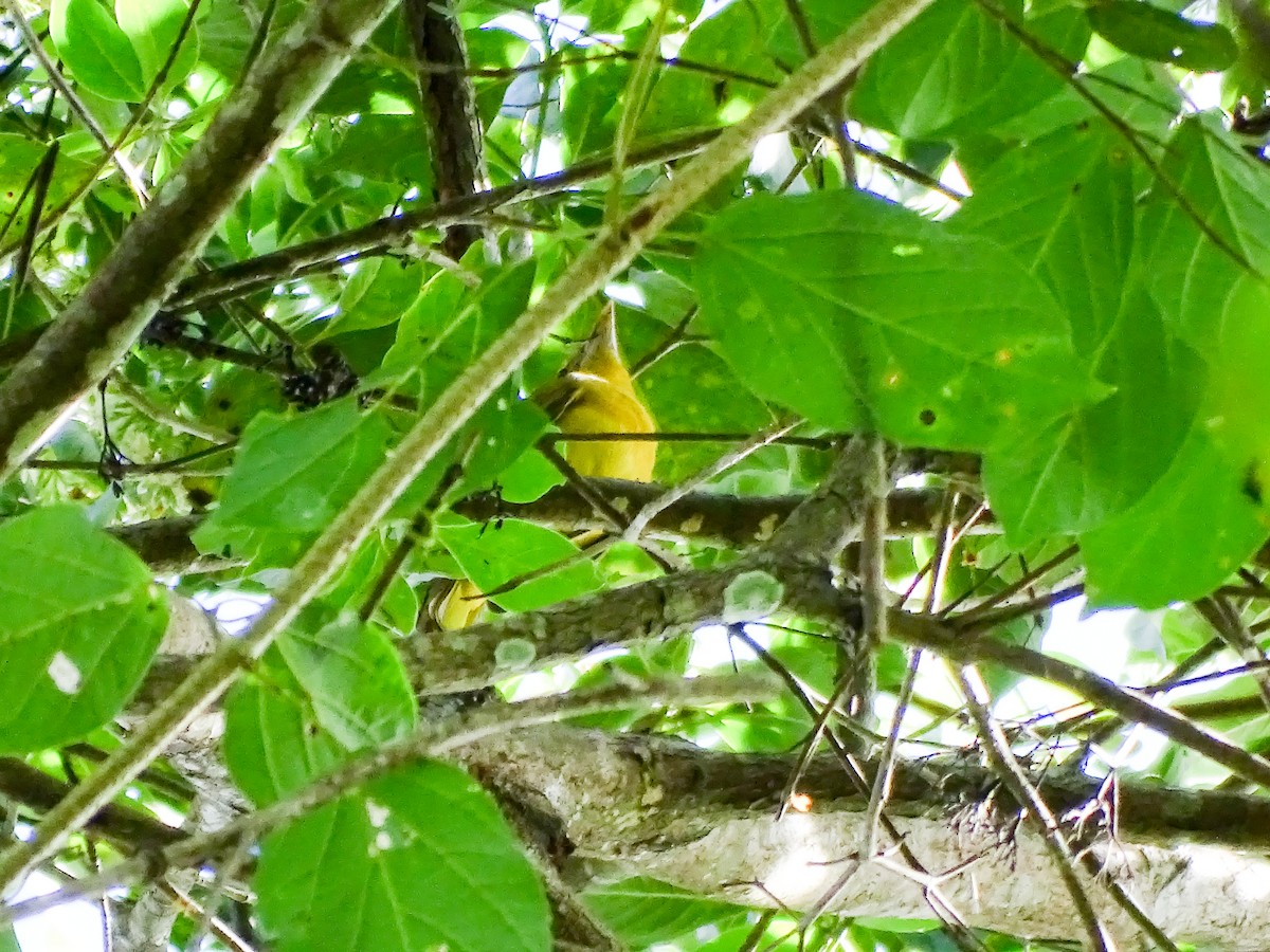 Summer Tanager - ML647537819